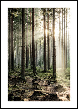 Nowoczesny plakat FABRYKA PLAKATU O Świcie w Lesie B2, 50x70 cm - Fabryka plakatu