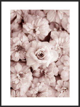 Nowoczesny plakat FABRYKA PLAKATU Piwonie B2, 50x70 cm - Fabryka plakatu