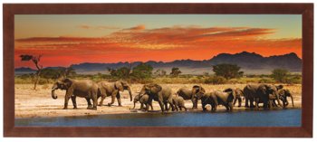 Nowoczesny plakat w brązowej ramie o wymiarach 20x50 cm - Elephants 2 - Postergaleria