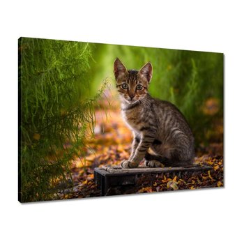 Obraz 70x50 Sympatyczny kotek Kot - ZeSmakiem