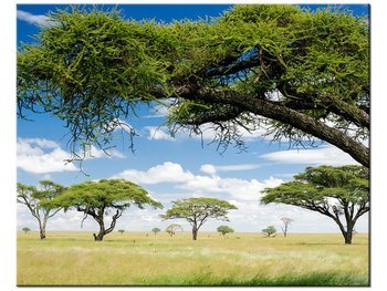 Obraz Afrykański pejzaż, 50x40 cm - Oobrazy