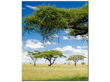Obraz Afrykański pejzaż, 50x60 cm - Oobrazy