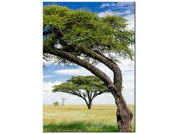 Obraz Afrykański pejzaż, 50x70 cm - Oobrazy