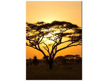 Obraz, Akacja w Serengeti, 50x70 cm - Oobrazy