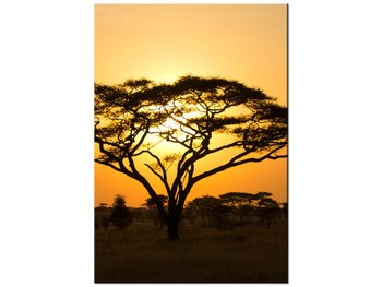 Obraz Akacja w Serengeti, 70x100 cm - Oobrazy