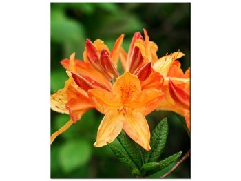 Obraz Azalia pomarańczowa, 40x50 cm - Oobrazy