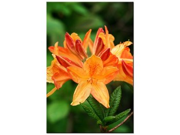 Obraz Azalia pomarańczowa, 80x120 cm - Oobrazy