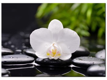 Obraz Biała orchidea, 70x50 cm - Oobrazy