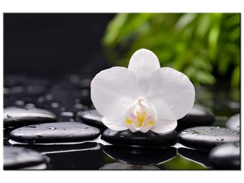 Obraz Biała orchidea, 90x60 cm - Oobrazy