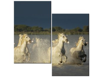 Obraz Białe dzikie konie, 2 elementy, 60x60 cm - Oobrazy