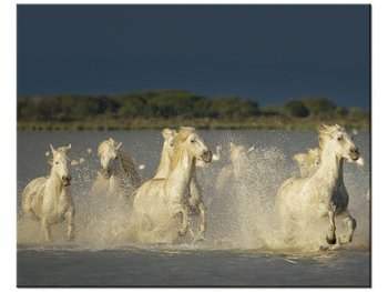 Obraz Białe dzikie konie, 50x40 cm - Oobrazy