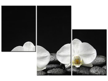 Obraz Białe storczyki, 3 elementy, 90x60 cm - Oobrazy