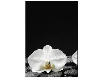 Obraz Białe storczyki, 70x100 cm - Oobrazy