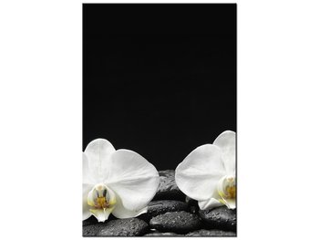 Obraz Białe storczyki, 80x120 cm - Oobrazy