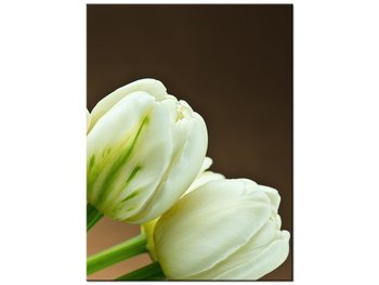 Obraz Białe tulipany, 30x40 cm - Oobrazy