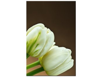 Obraz Białe tulipany, 80x120 cm - Oobrazy