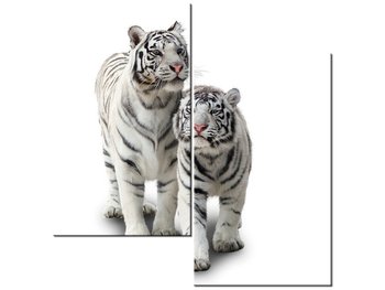 Obraz Białe tygrysy, 2 elementy, 60x60 cm - Oobrazy
