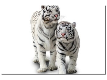 Obraz Białe tygrysy, 30x20 cm - Oobrazy