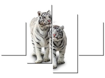Obraz Białe tygrysy, 4 elementy, 120x80 cm - Oobrazy