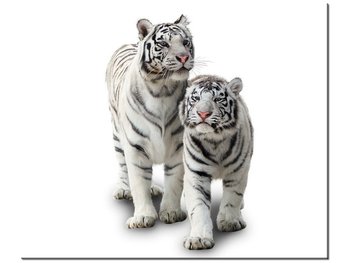 Obraz Białe tygrysy, 60x50 cm - Oobrazy