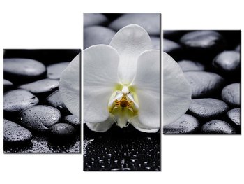 Obraz Biały Storczyk, 3 elementy, 90x60 cm - Oobrazy