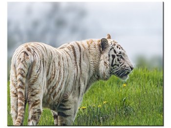 Obraz Biały tygrys - Tambako The Jaguar, 50x40 cm - Oobrazy