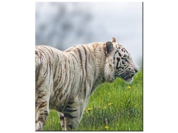 Obraz Biały tygrys - Tambako The Jaguar, 50x60 cm - Oobrazy