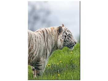 Obraz Biały tygrys - Tambako The Jaguar, 80x120 cm - Oobrazy