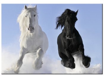 Obraz, Black and white konie, 100x70 cm - Oobrazy