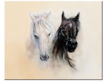 Obraz, Black and White konie, 50x40 cm - Oobrazy