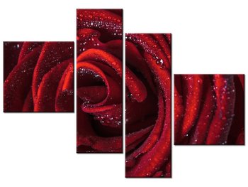 Obraz Bordowa róża, 4 elementy, 100x70 cm - Oobrazy