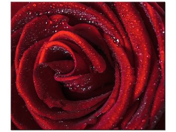 Obraz, Bordowa róża, 60x50 cm - Oobrazy