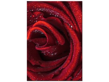 Obraz Bordowa róża, 70x100 cm - Oobrazy