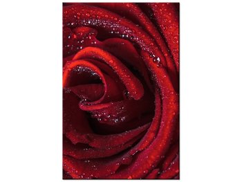 Obraz Bordowa róża, 80x120 cm - Oobrazy