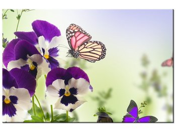 Obraz Bratki i motylki, 60x40 cm - Oobrazy