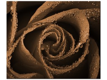 Obraz Brązowa róża, 60x50 cm - Oobrazy