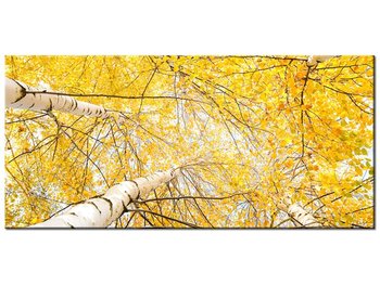 Obraz Brzoza, 115x55 cm - Oobrazy