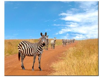 Obraz Ciekawskie zebry, 50x40 cm - Oobrazy