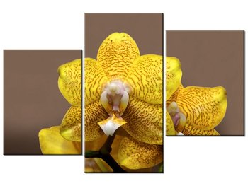 Obraz Cytrynowa orchidea, 3 elementy, 90x60 cm - Oobrazy