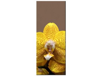 Obraz Cytrynowa orchidea, 40x100 cm - Oobrazy