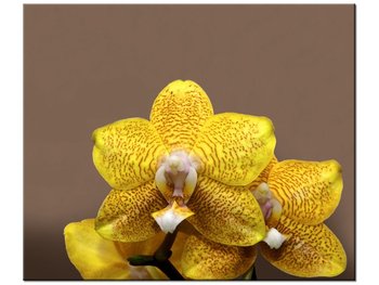 Obraz Cytrynowa orchidea, 60x50 cm - Oobrazy