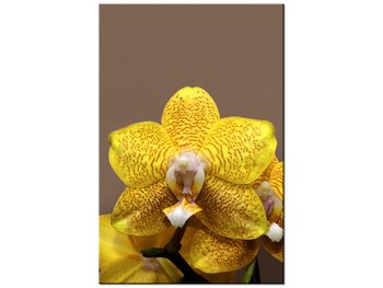 Obraz Cytrynowa orchidea, 80x120 cm - Oobrazy