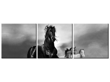 Obraz Czarny koń, 3 elementy, 150x50 cm - Oobrazy