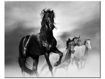 Obraz Czarny koń, 50x40 cm - Oobrazy