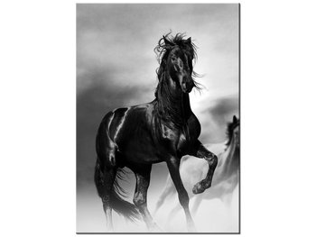 Obraz Czarny koń, 50x70 cm - Oobrazy