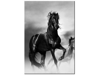 Obraz Czarny koń, 70x100 cm - Oobrazy