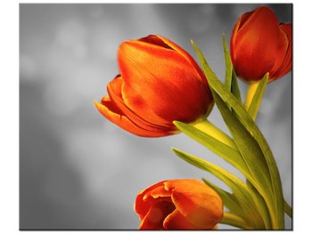 Obraz Czerowne tulipany, 60x50 cm - Oobrazy
