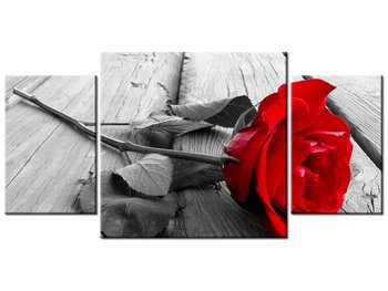 Obraz Czerwona róża, 3 elementy, 80x40 cm - Oobrazy
