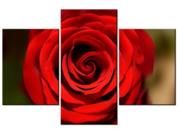 Obraz Czerwona róża, 3 elementy, 90x60 cm - Oobrazy