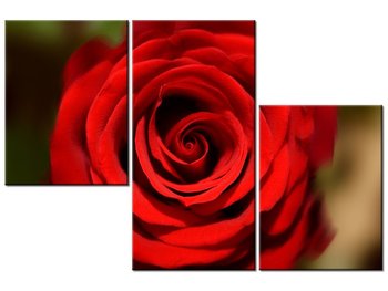 Obraz Czerwona róża, 3 elementy, 90x60 cm - Oobrazy